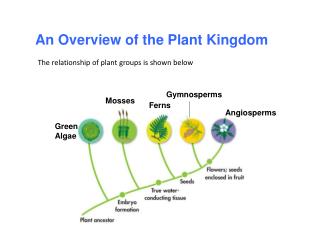 PPT - Plant Kingdom Notes 1. Characteristics of Plant Kingdom A ...