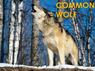 COMMON WOLF