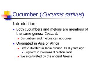 Cucumber ( Cucumis sativus )