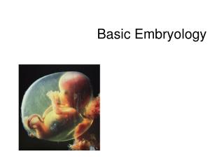 PPT - Basic Embryology PowerPoint Presentation, free download - ID:299797