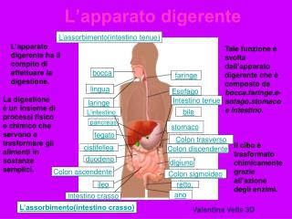 apparato locomotore ppt Anatomia dell'apparato locomotore.