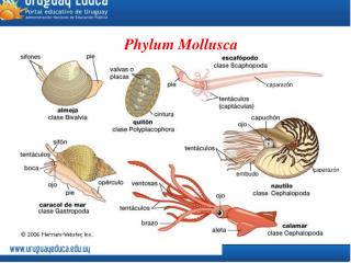 PPT - Phylum Mollusca, Arthropoda , and Echinodermata PowerPoint ...