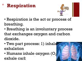 PPT - Respiration PowerPoint Presentation, free download - ID:3000983