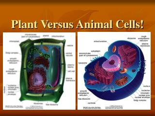 Plant Versus Animal Cells!