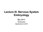 Lecture III. Nervous System Embryology