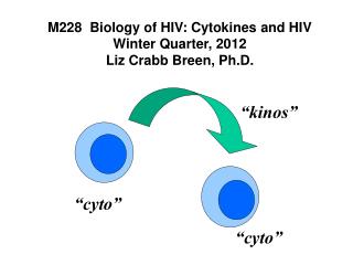 PPT  Properties of Cytokines PowerPoint Presentation  ID5520421