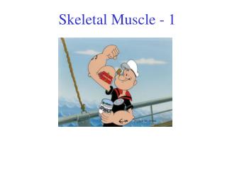 Skeletal Muscle - 1