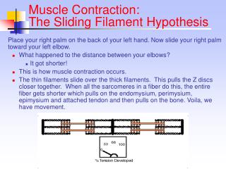 Muscle Contraction: The Sliding Filament Hypothesis