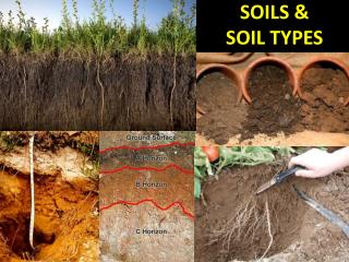 PPT - SOILS & SOIL TYPES PowerPoint Presentation, Free Download - ID ...