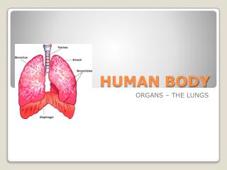 HUMAN BODY