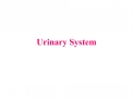 Urinary System