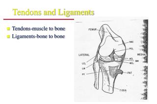 Tendons and Ligaments