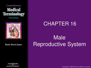 Male Reproductive System