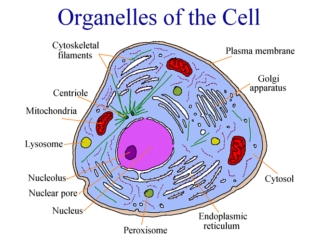 Three Sections of the Cell