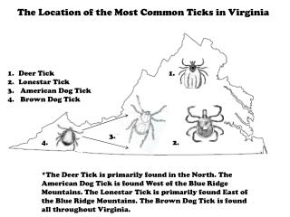 Deer Tick Lonestar Tick American Dog Tick Brown Dog Tick