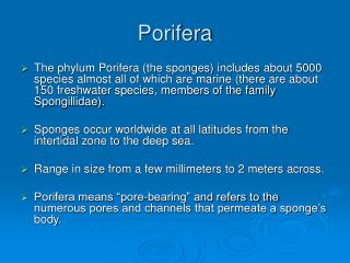 Porifera