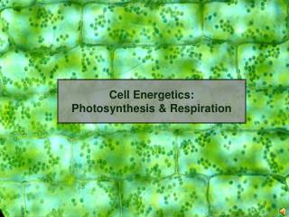 Cell Energetics: Photosynthesis & Respiration