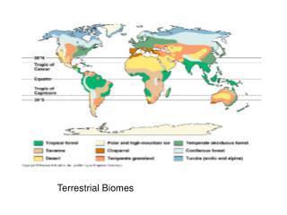 PPT - Terrestrial Biomes PowerPoint Presentation - ID:2002403