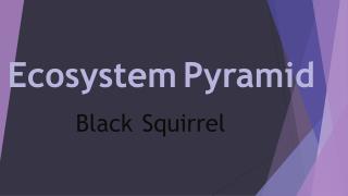 Ecosystem Pyramid