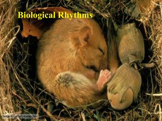 Biological Rhythms