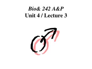 Bio& 242 A&P Unit 4 / Lecture 3