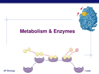 Metabolism & Enzymes