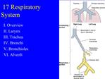 17 Respiratory System