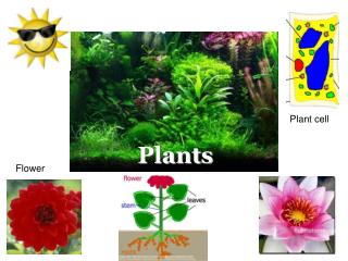 presentation on plants