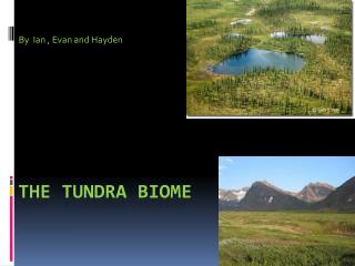 PPT - Tundra-Terrestrial Biome PowerPoint Presentation - ID:1095219