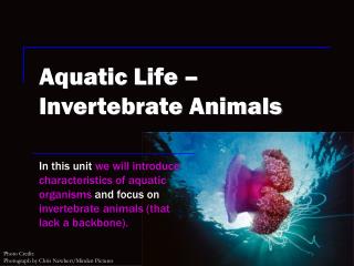 Aquatic Life – Invertebrate Animals