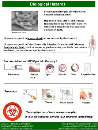 PPT - Biological Hazards PowerPoint Presentation, Free Download - ID ...