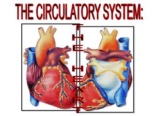 Chordae tendineae trabeculae carneae PowerPoint (PPT) Presentations ...