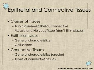 Epithelial and Connective Tissues