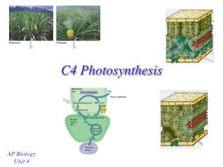 C4 Photosynthesis