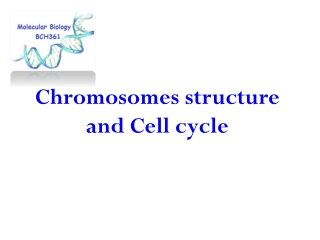 Chromosomes structure and Cell cycle