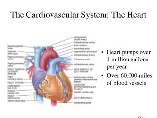 The Cardiovascular System: The Heart