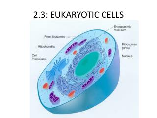 2.3: EUKARYOTIC CELLS