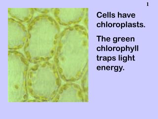 Cells have chloroplasts. The green chlorophyll traps light energy.