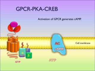 GPCR-PKA-CREB