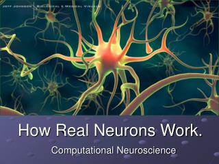 How Real Neurons Work.
