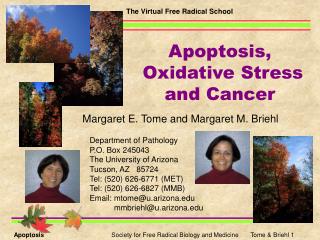Apoptosis, Oxidative Stress and Cancer