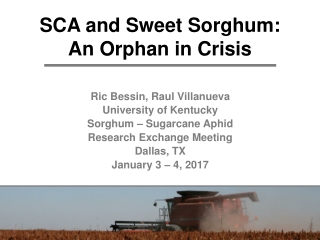 SCA and Sweet Sorghum: An Orphan in Crisis