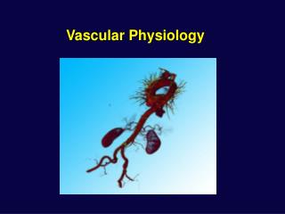 Vascular Physiology