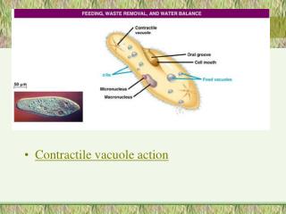 Contractile vacuole action