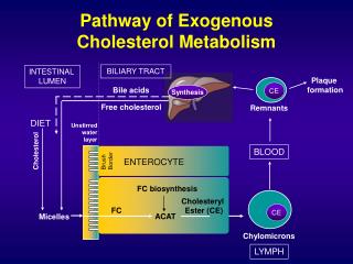 Pathway of Exogenous Cholesterol Metabolism
