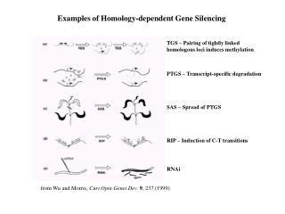 from Wu and Morris, Curr.Opin.Genet.Dev . 9 , 237 (1999)