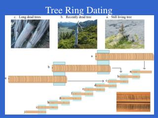 Tree Ring Dating