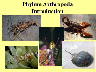 Phylum Arthropoda Introduction