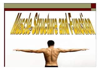 Muscle Structure and Function