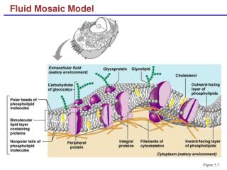 download fluid mosaic model